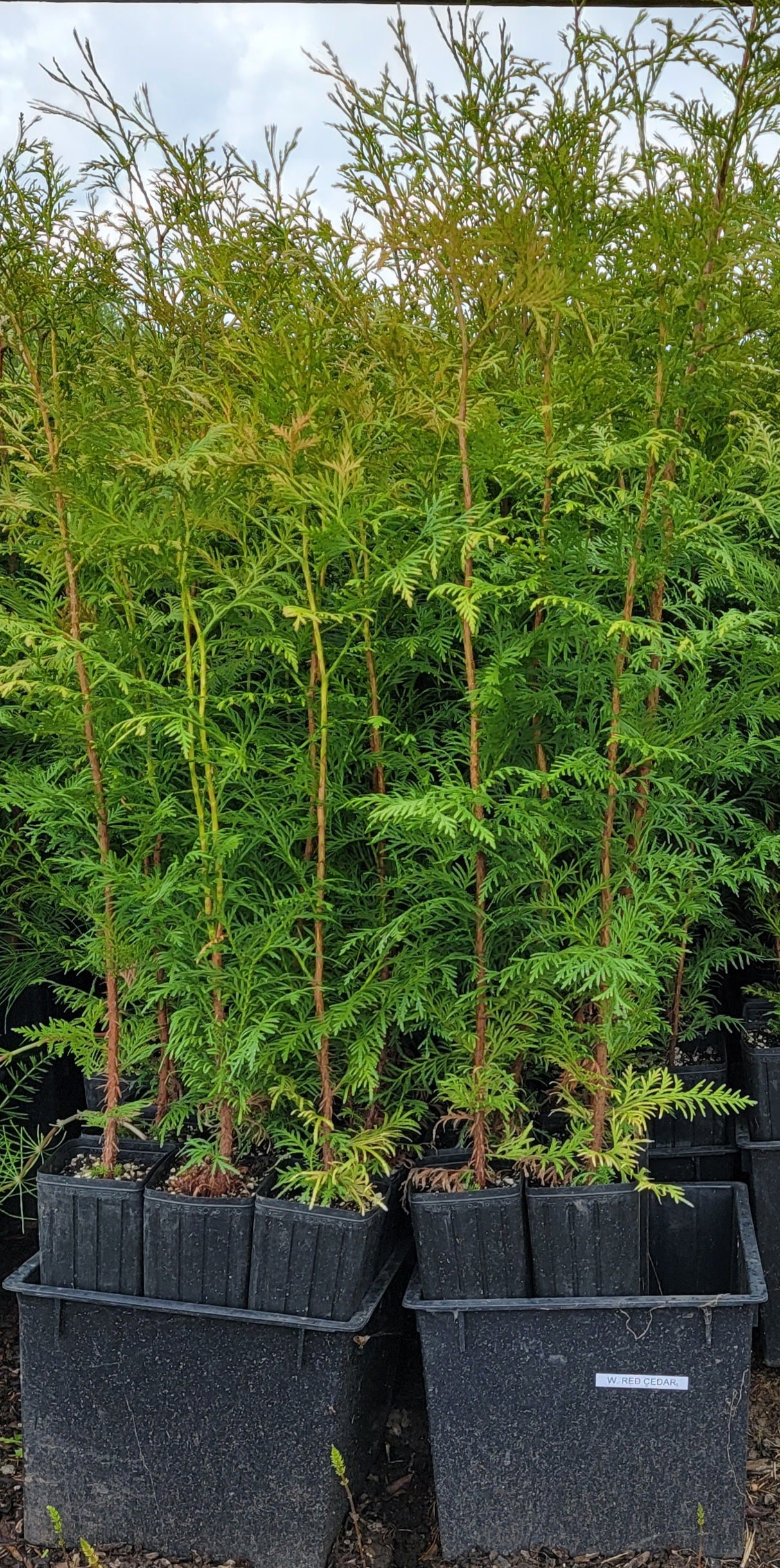 Western Red Cedar - Thuja Plicata