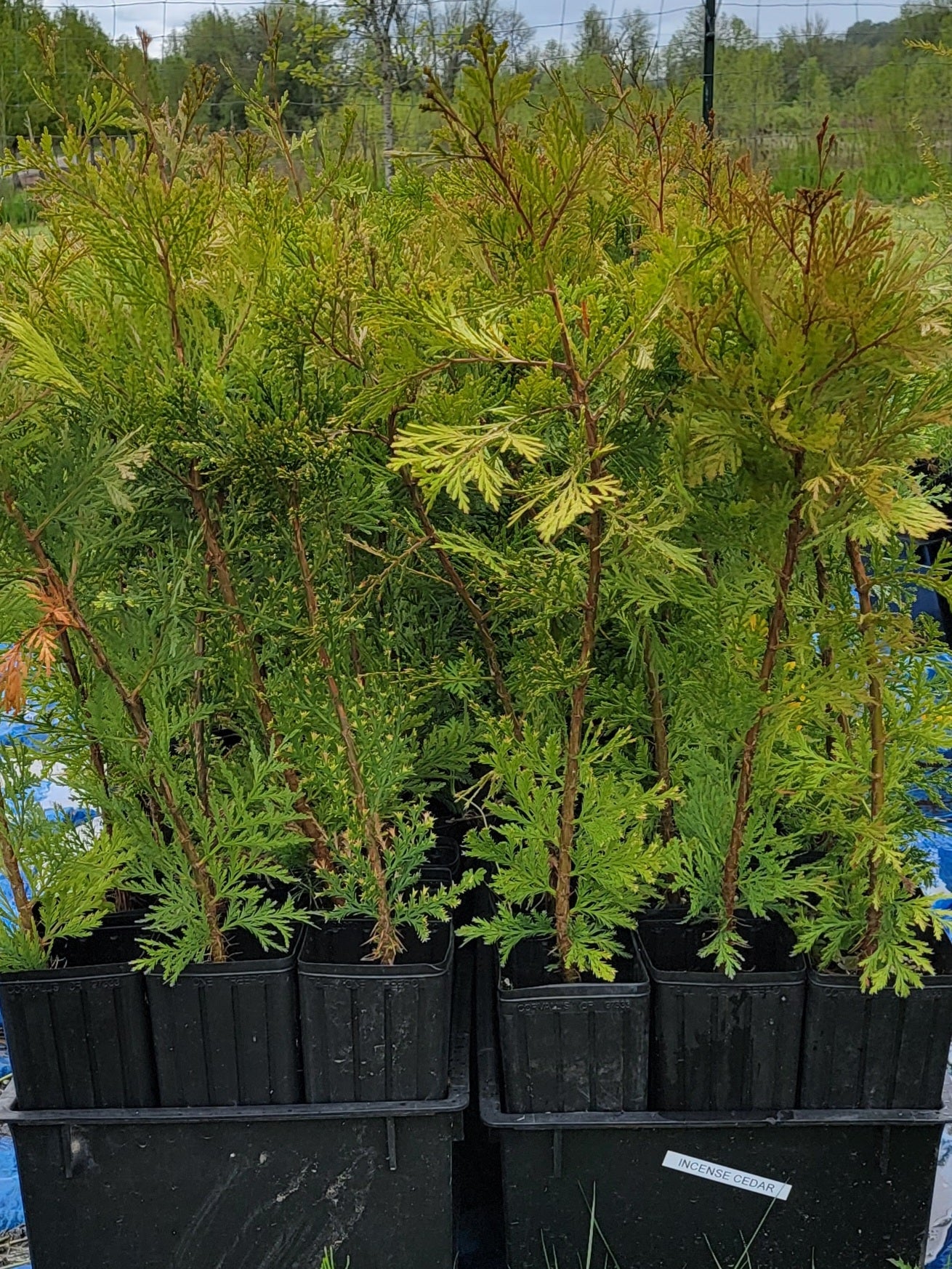 Incense Cedar - Calocedrus Decurrens