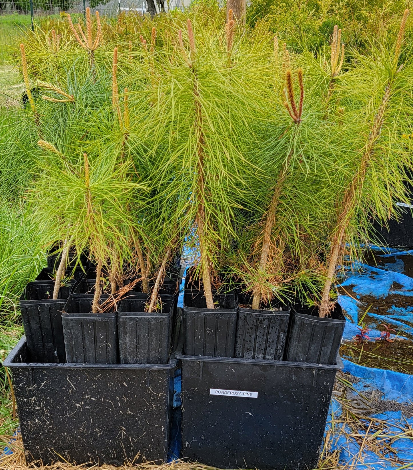 Willamette Valley Ponderosa - Pinus Ponderosa var. Willamettensis