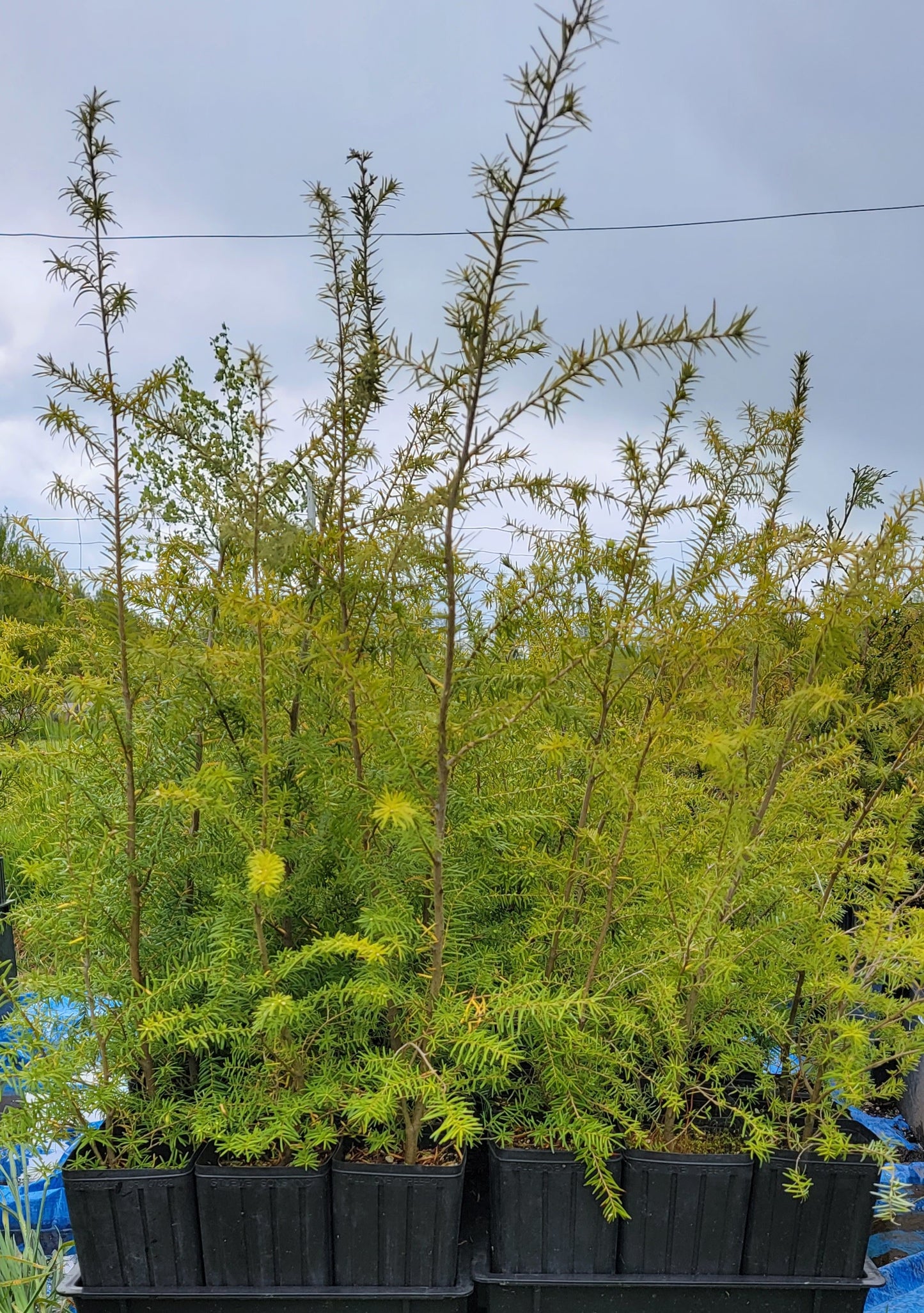 Western Hemlock - Tsuga Heterophylla