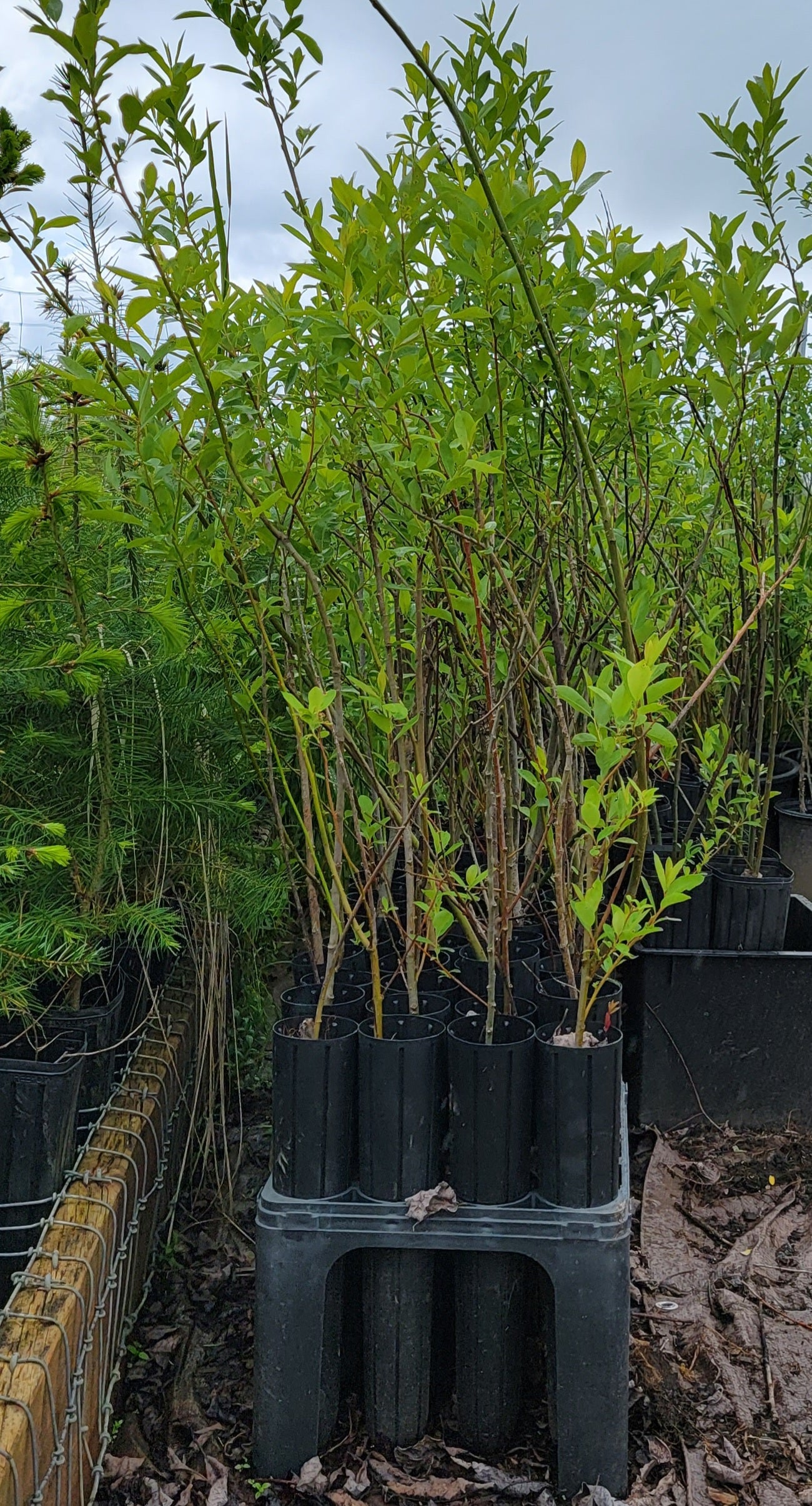 Sitka Willow - Salix Sitchensis