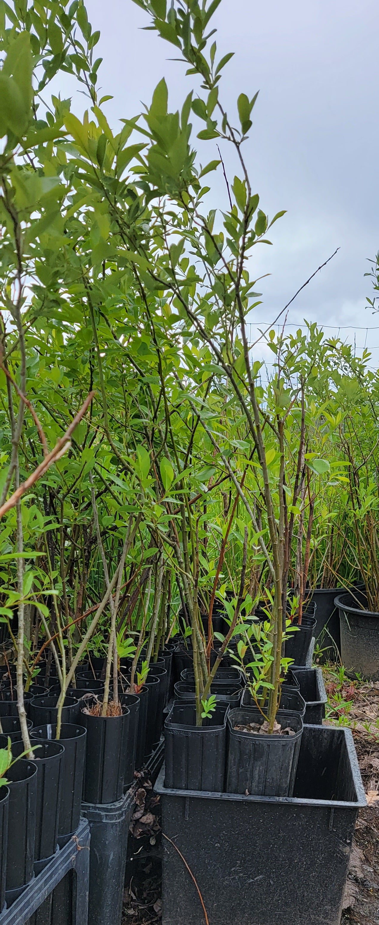 Sitka Willow - Salix Sitchensis