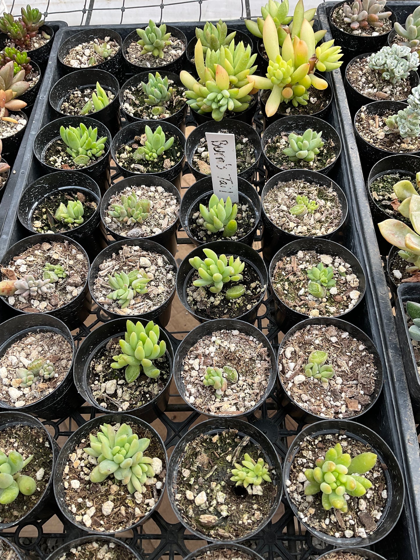 Sedum Morganianum - Burros Tail