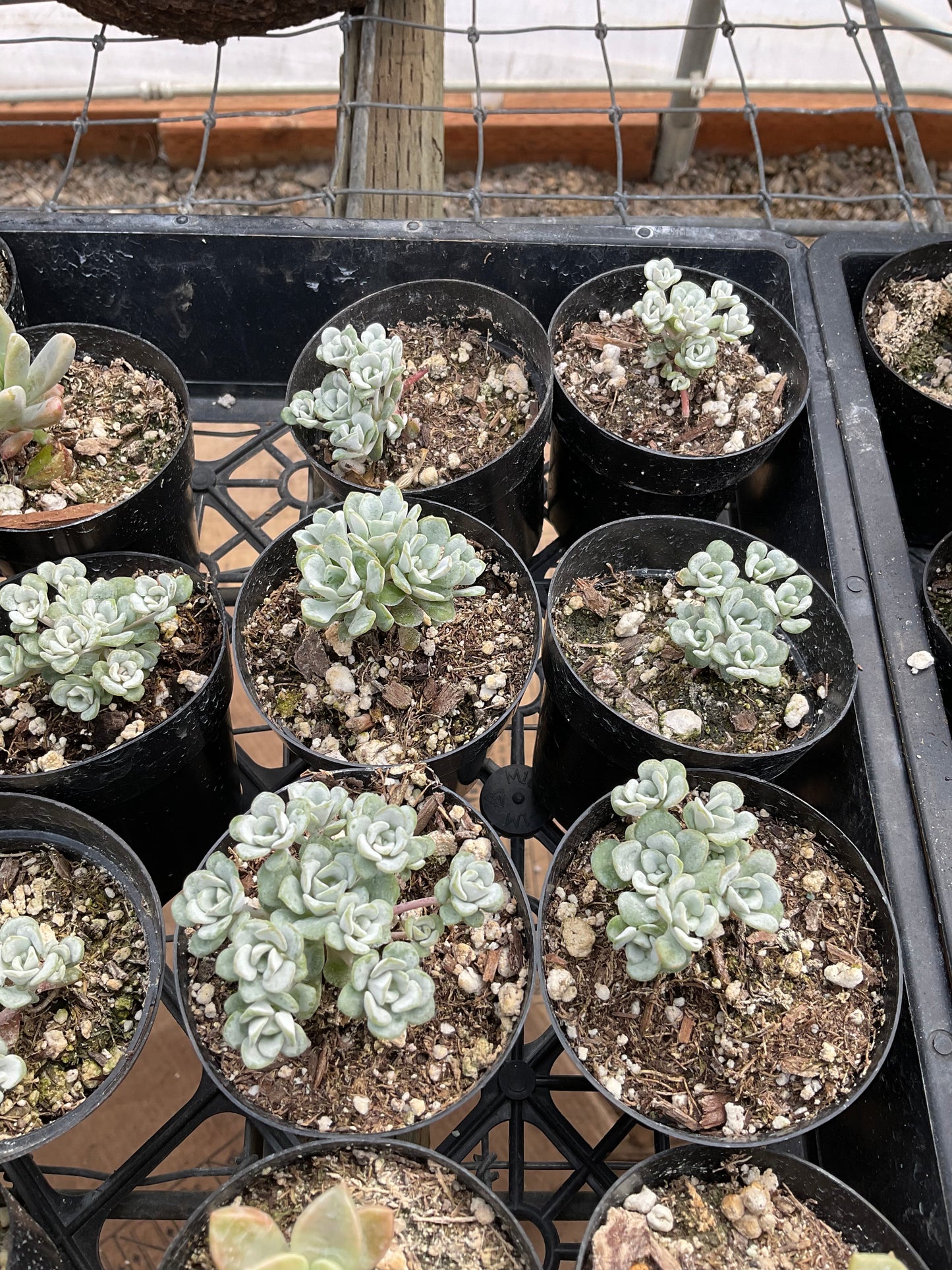 Sedum spathulifolium - Cape Blanco