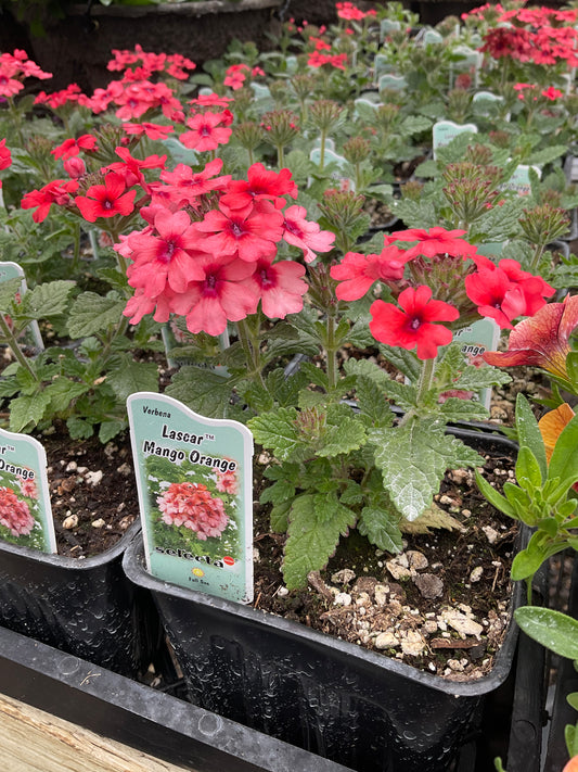 Verbena- Lascar Mango Orange