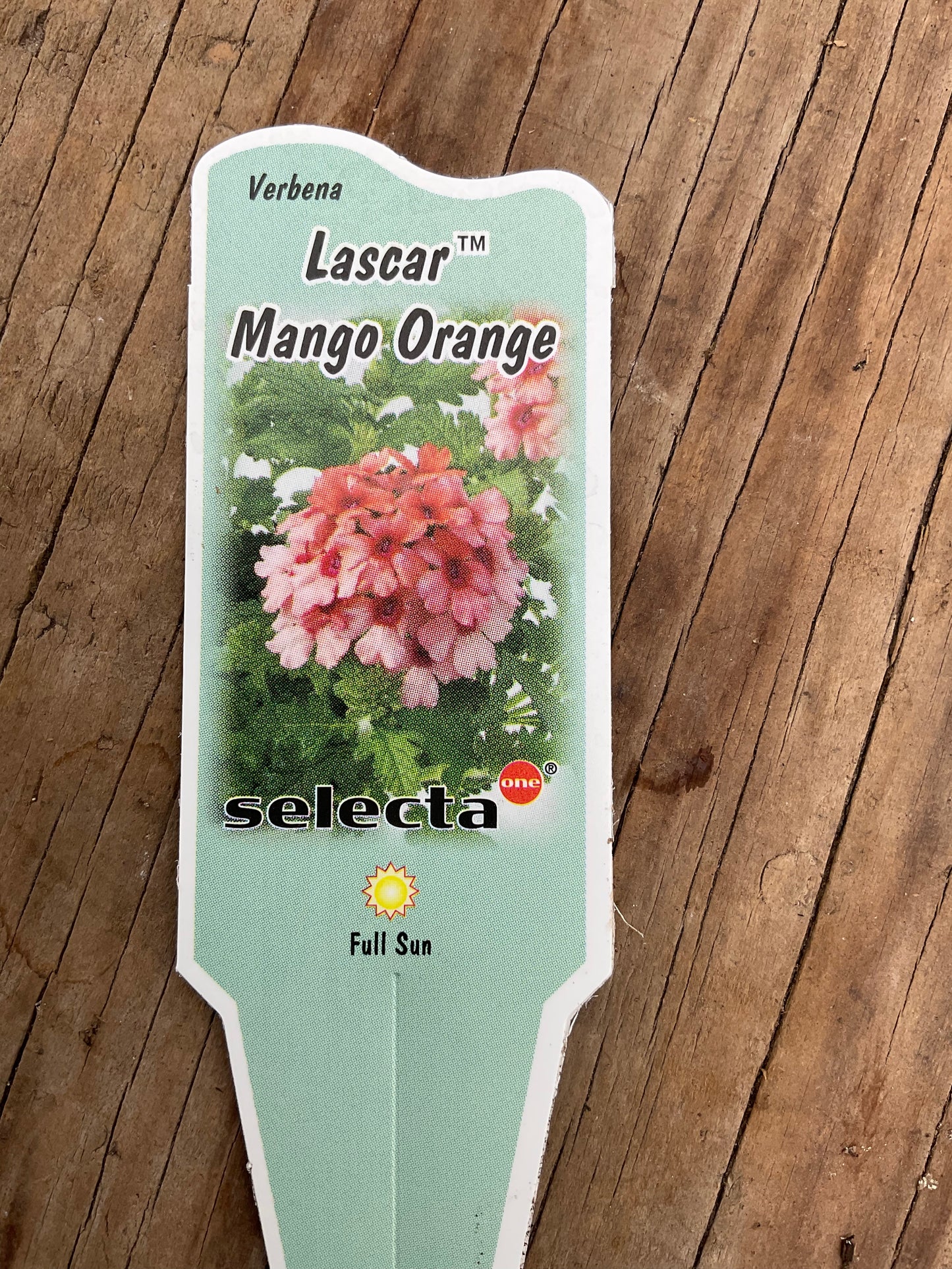 Verbena- Lascar Mango Orange